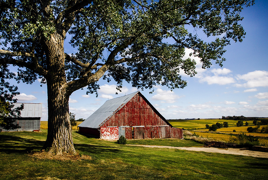 Photo of a red barn with a large tree in the foreground, left