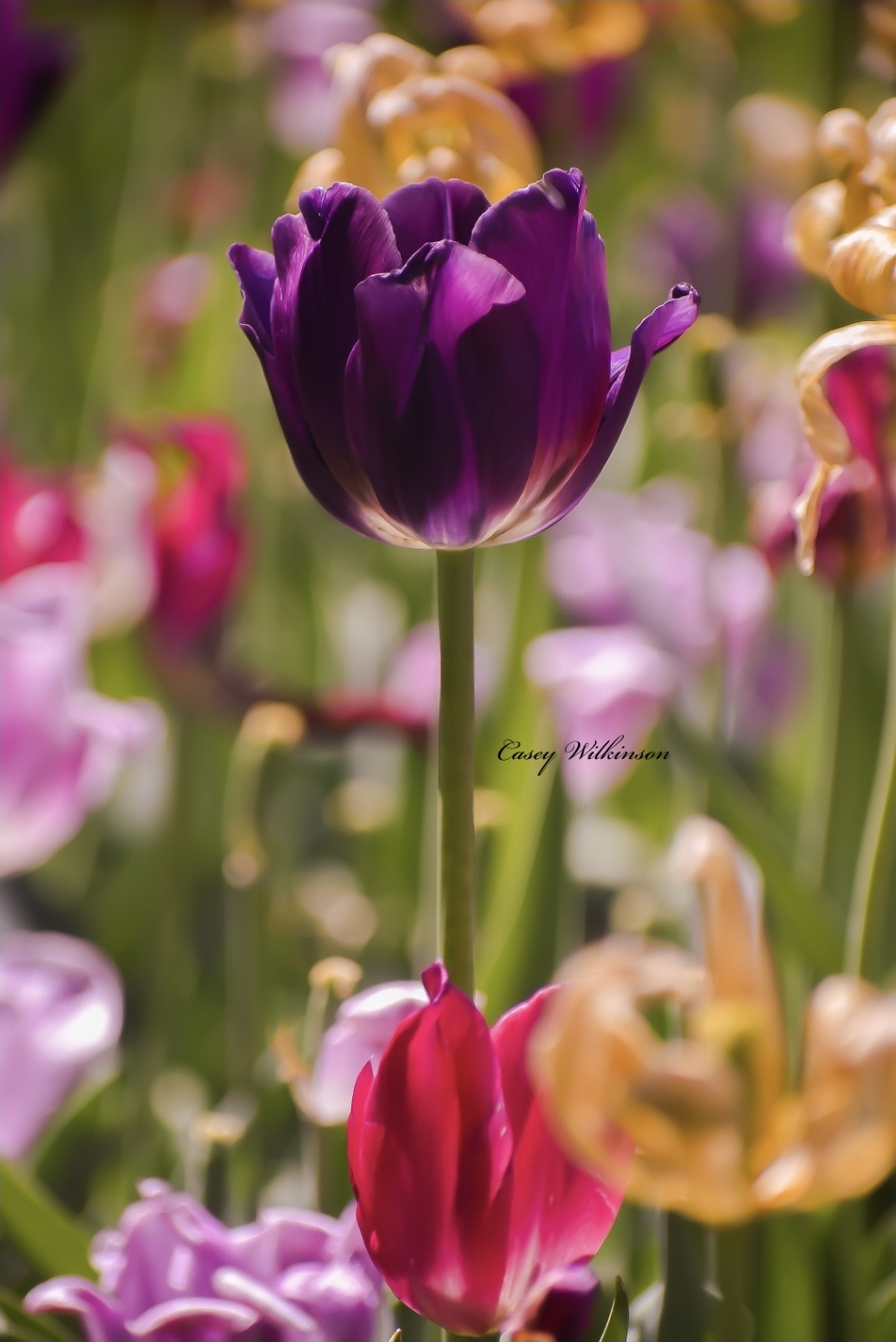 field of multi colored tulips with focus centered on a purple tulip